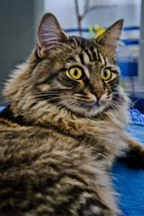 tiger , cat , domestic