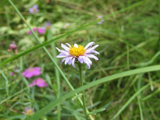 Alpine asters in the Siberian forest