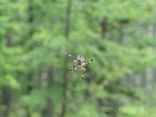 Hanging spider on a web in the forest