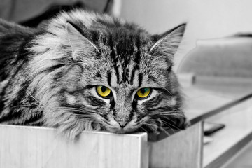 tiger , cat , domestic