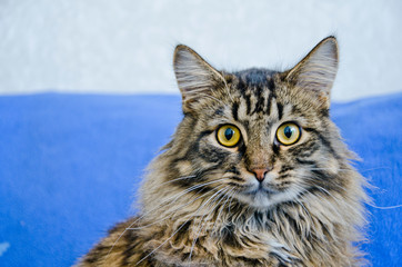 tiger , cat , domestic