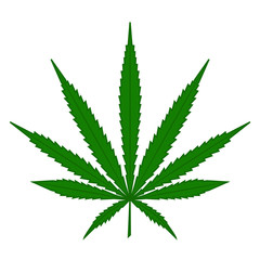 cannabis leaf on white background