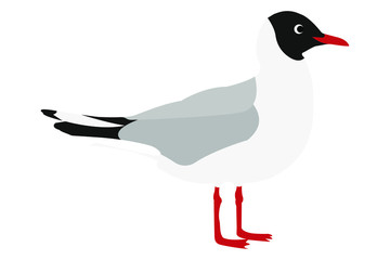 vector illustration of gull bird