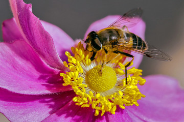 hoverfly on a yellow and purple flower