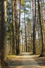 Walkway in forest. Taking a walk among pines in the national park of Gauja, Latvia.
