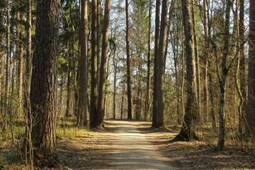 Obraz premium Walkway in forest. Taking a walk among pines in the national park of Gauja, Latvia.