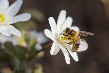 A bee on a snowdrop flower in spring. The first flowers, the awakening of nature.