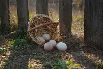 chicken eggs fell onto the dry grass from the basket. Side view. © Анастасия Ковалева