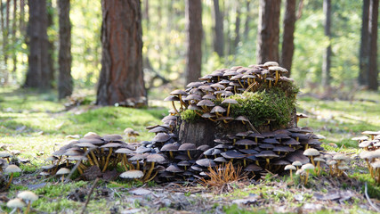 Fungal invasion