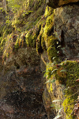 Steep limestone cliff with greenery. Sandstone rock with green moss and fern.