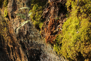 Steep limestone cliff with greenery. Sandstone rock with green moss and fern.