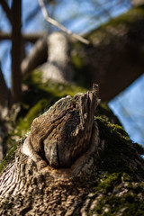Spring tree bark in the park