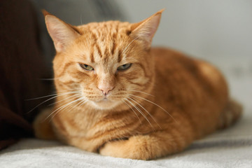 Ginger tabby pretty cat sitting on the floor with half closed eyes relaxing and looking straight to the camera. Concept of calmness