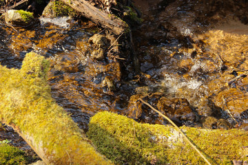 Aged wooden beam that obstructing forest stream to flow. Fallen tree that blocks a natural water spring.