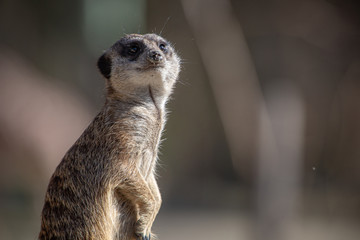 Fototapeta premium Erdmännchen, Suricata suricatta