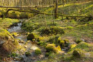 Water spring that flow among fallen trees and rocks. Forest landscape with water stream.