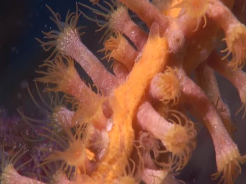 yellow anemone underwater macro close up Parazoanthus axinellae ocean wildlife scenery
