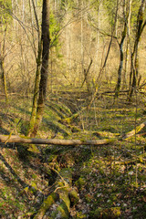 View at the forest landscape in early spring. Dried leaves and green moss cover the forest soil.