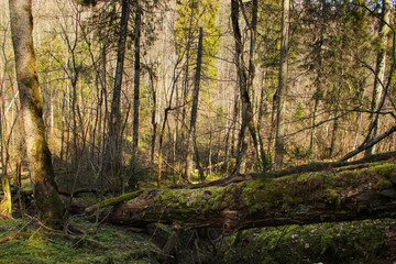 View at the forest landscape in early spring. Dried leaves and green moss that cover the forest soil.