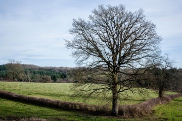 France, Paysage de la région du Bourbonnais en Auvergne