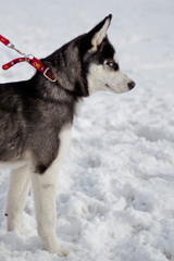 husky, dog, winter, puppy, north, ice, game