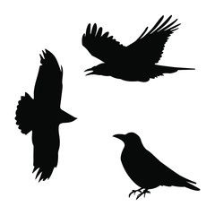 silhouette of a crow
