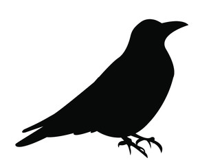 silhouette of a crow vector isolated
