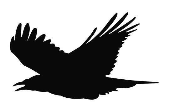 silhouette of a crow vector