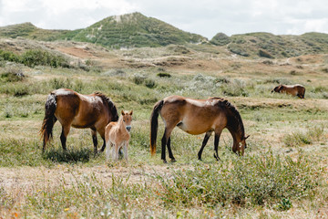 Nordholland Dünen Pferd Fohlen Strand