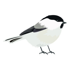 chickadee tit bitd vector isolated on white background