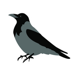 Fototapeta premium crow bird vector