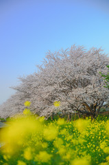 桜並木と菜の花