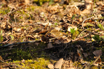 Frog hidding in a forest soil. Close up of an amphibian in it's nature habitat.