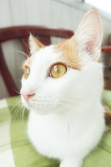 Closeup of pretty white and red cat with amber eyes looks to the left side. Sweet cat with big eyes concept.