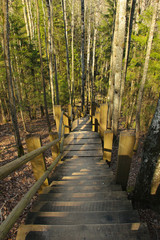 Going down the stairs at the nature park of Gauja, Latvia. Wooden plank stairs among trees with sunbeams on them.