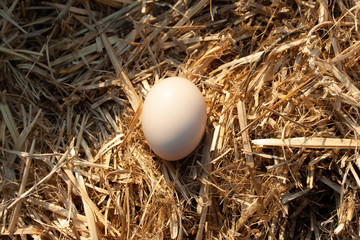 One egg lies on a background of hay, top view.