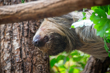 Obraz premium Eigentliches Zweifinger-Faultier, Choloepus didactylus