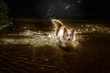 A happy Welsh Corgi Pembroke dog walking across the river wagging its tail.