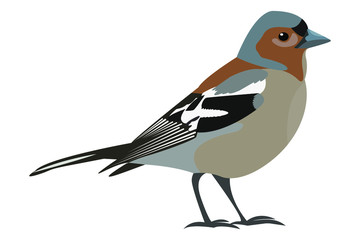 vector illustration of a bird finch