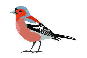 finch. vector illustration of a bird