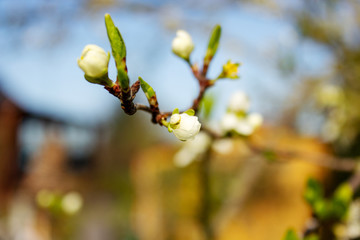 Close-up of a plum blossom out of focus background