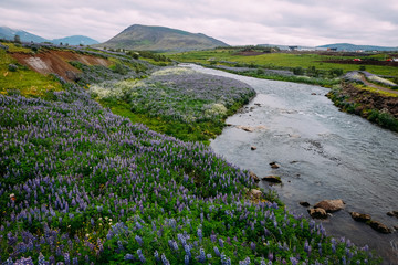 small river in lupine fields near reykjavik in iceland