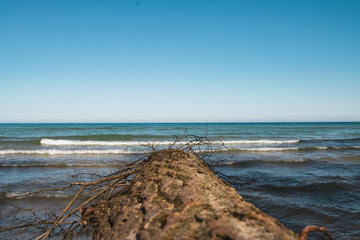 Looking down the tree to the water