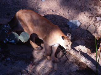 Mountain lion, Arizona-Sonora Desert Museum