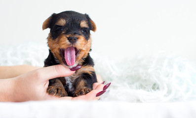 little cute puppy yawns