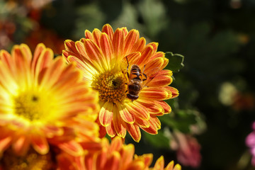 bee on orange flower
