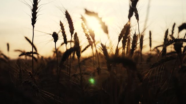 agriculture concept a lifestyle golden sunset over wheat field. wheat harvest ears slow motion video on background sky sunset