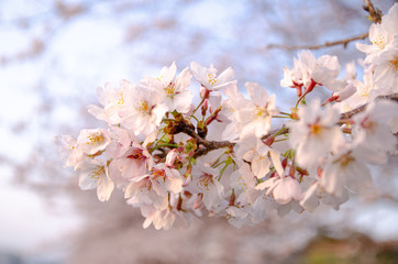 Fototapeta premium 桜の花