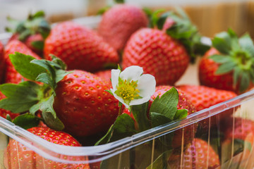 Plastic Box with Strawberries inside with a Strawberrie Flower. Detailed Strawberries photo for background