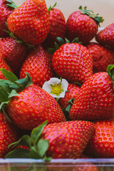 Strawberries Flower in the middle of sweet and passion red Strawberries